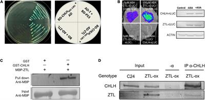 The key clock component ZEITLUPE (ZTL) negatively regulates ABA signaling by degradation of CHLH in Arabidopsis